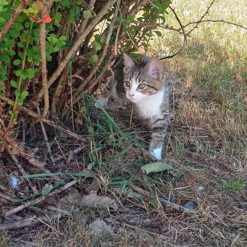 Border Cat