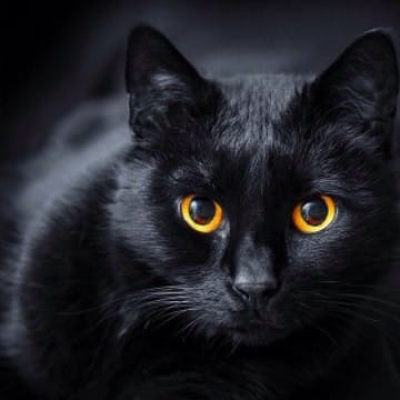 Mia Blackcat