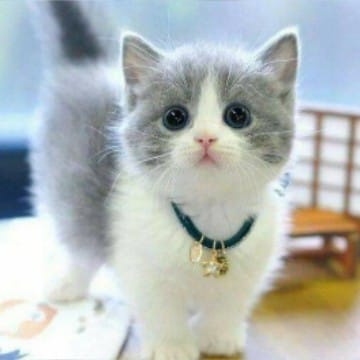 kucing cute