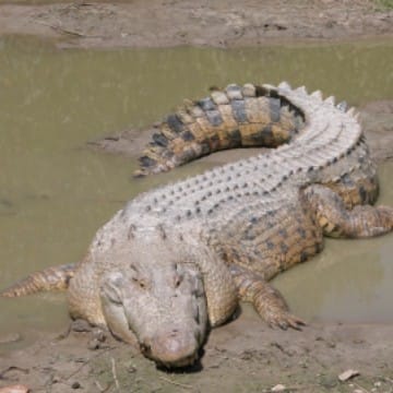 Levi Love crocodiles