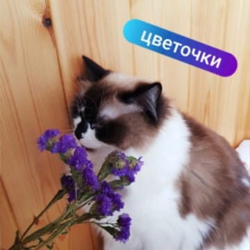Кошка_Малинка