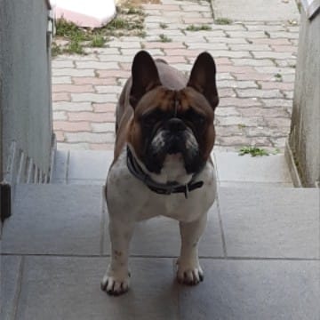 Vasco  Bulldog 