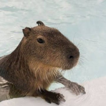 Capybara ama yüzen 