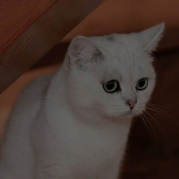 котячка