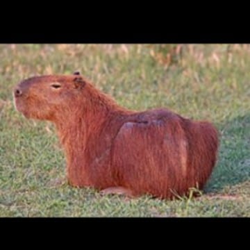 Capivara 