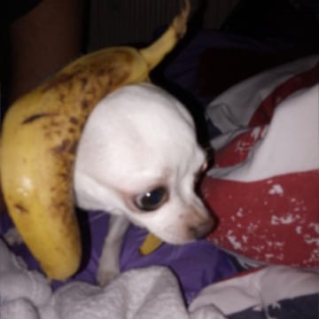 banana