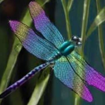 dragonfly