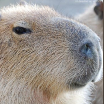 Capybara