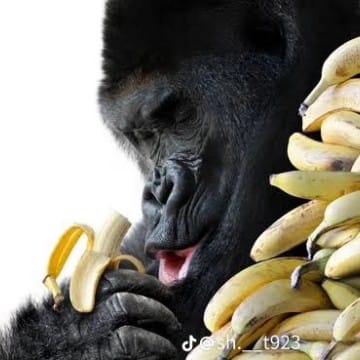 マウンテンゴリラ🦍