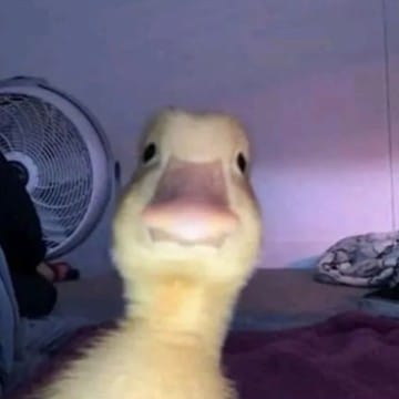 duck