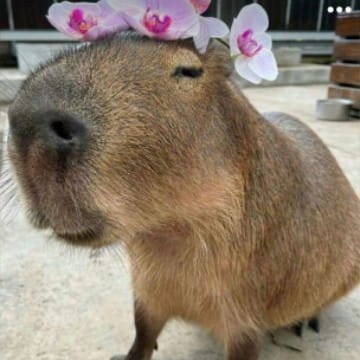 CAPYBARA_STRICTĂ