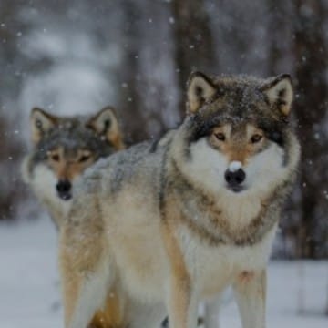 вокулака🐺