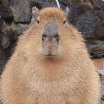 capybara