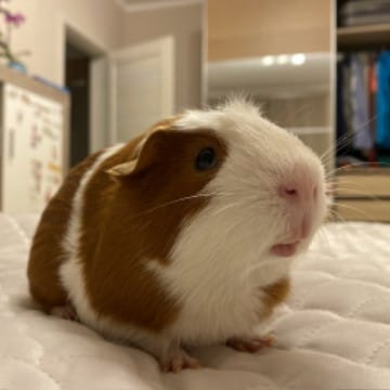 🐹💖морская свинка💖🐹