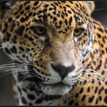 LeopardoZebrato