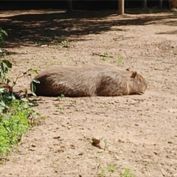 cabybara