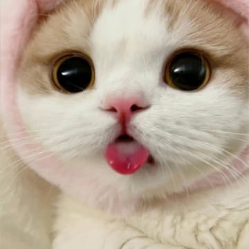 cute cat