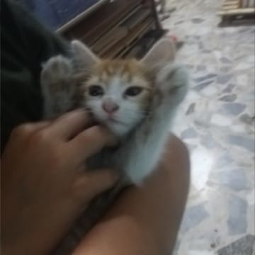 Bir kedi sevdalısı 