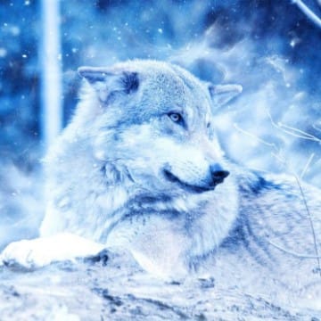 Winterwolf2011