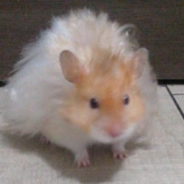 HAMSTER