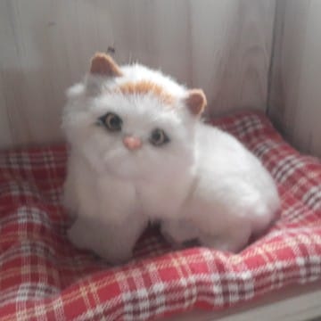 little cat RIJA 🐱😍