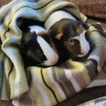 Guinea pig