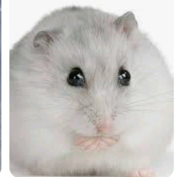 hamster pitic 