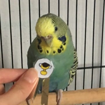 Budgie Queen