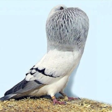 Голубчик🐦