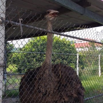 Mr.Ostrich