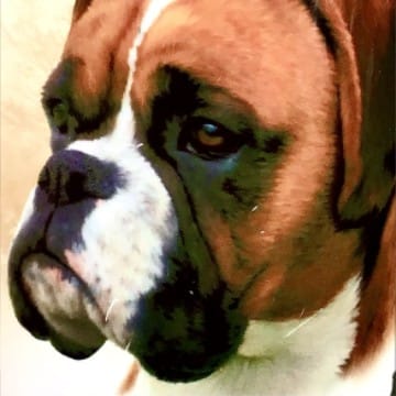 Oliver the boxer 