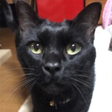 黒猫ポー