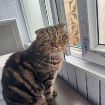 котик максюша